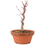 Acer palmatum Deshojo, 21 cm, ± 5 anni