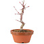 Acer palmatum Deshojo, 21 cm, ± 5 Jahre alt