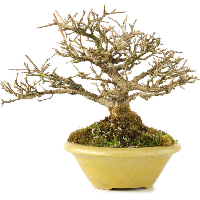 Premna japonica, 16,5 cm, ± 17 anni