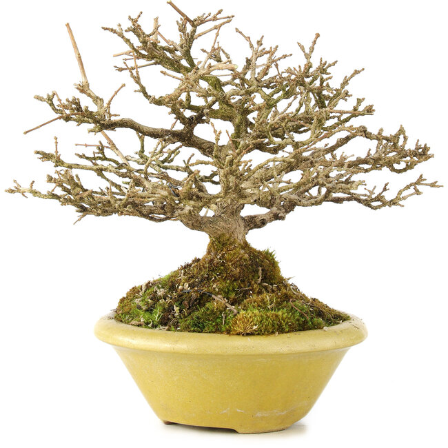 Premna japonica, 16,5 cm, ± 17 ans