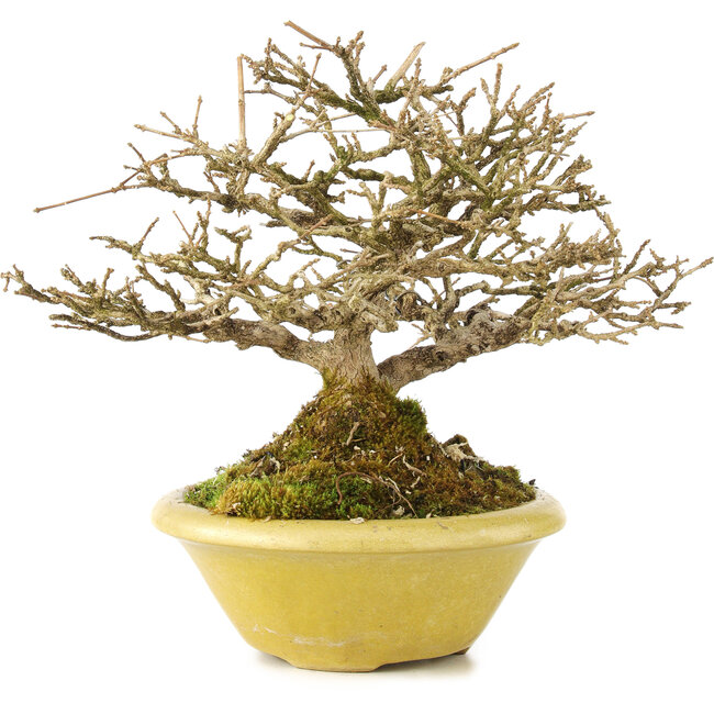 Premna japonica, 16,5 cm, ± 17 years old