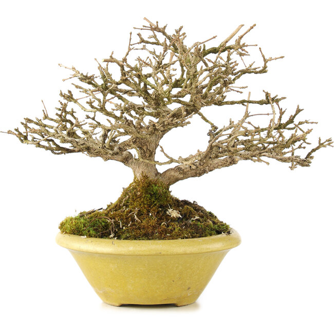 Premna japonica, 16,5 cm, ± 17 jaar oud