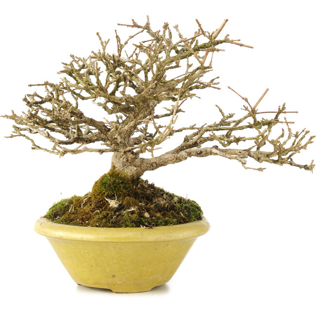 Premna japonica, 16,5 cm, ± 17 anni