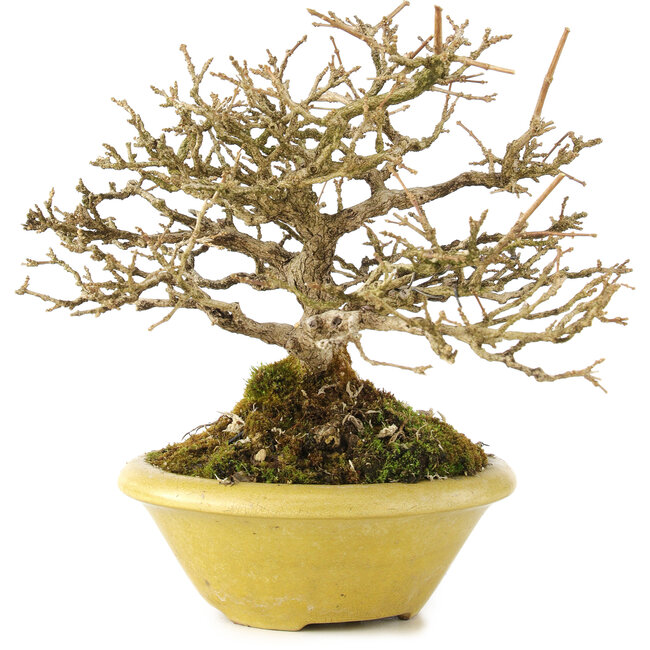 Premna japonica, 16,5 cm, ± 17 años