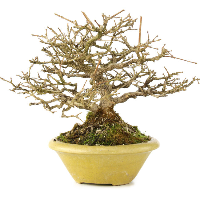 Premna japonica, 16,5 cm, ± 17 jaar oud