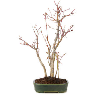 Acer palmatum, 34 cm, ± 5 jaar oud
