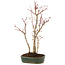 Acer palmatum, 34 cm, ± 5 years old