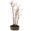 Acer palmatum, 34 cm, ± 5 years old