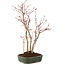 Acer palmatum, 34 cm, ± 5 años