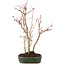 Acer palmatum, 34 cm, ± 5 years old