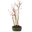 Acer palmatum, 34 cm, ± 5 anni