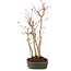 Acer palmatum, 34 cm, ± 5 years old