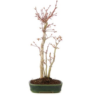 Acer palmatum, 36 cm, ± 5 anni