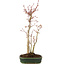 Acer palmatum, 36 cm, ± 5 anni