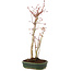 Acer palmatum, 36 cm, ± 5 years old