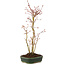 Acer palmatum, 36 cm, ± 5 years old