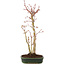 Acer palmatum, 36 cm, ± 5 years old