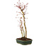 Acer palmatum, 36 cm, ± 5 years old