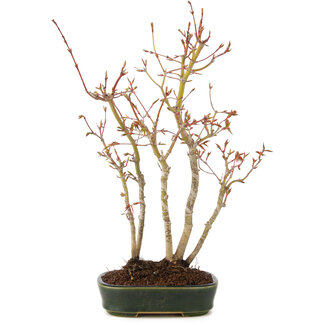 Acer palmatum, 33 cm, ± 5 years old