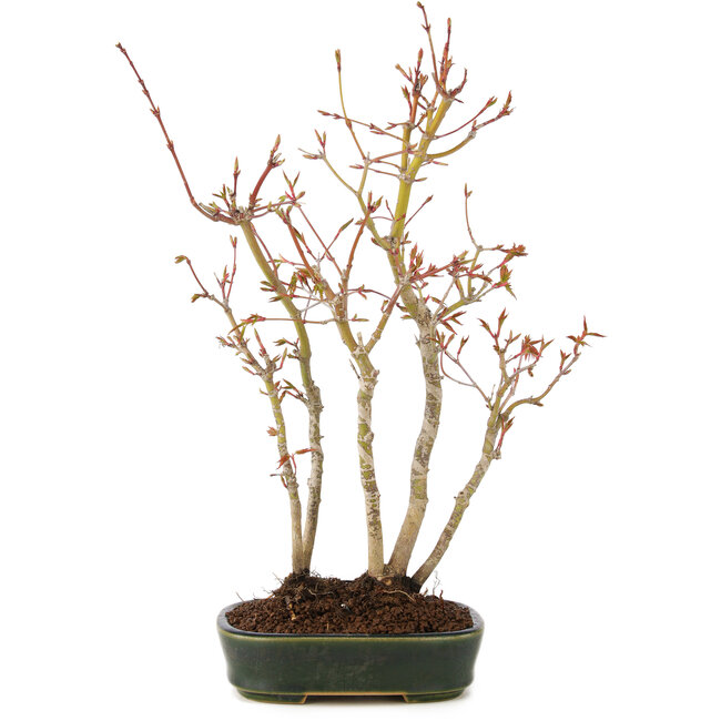 Acer palmatum, 33 cm, ± 5 anni