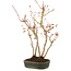 Acer palmatum, 33 cm, ± 5 years old