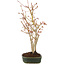 Acer palmatum, 33 cm, ± 5 years old