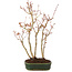 Acer palmatum, 33 cm, ± 5 years old