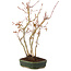 Acer palmatum, 33 cm, ± 5 anni