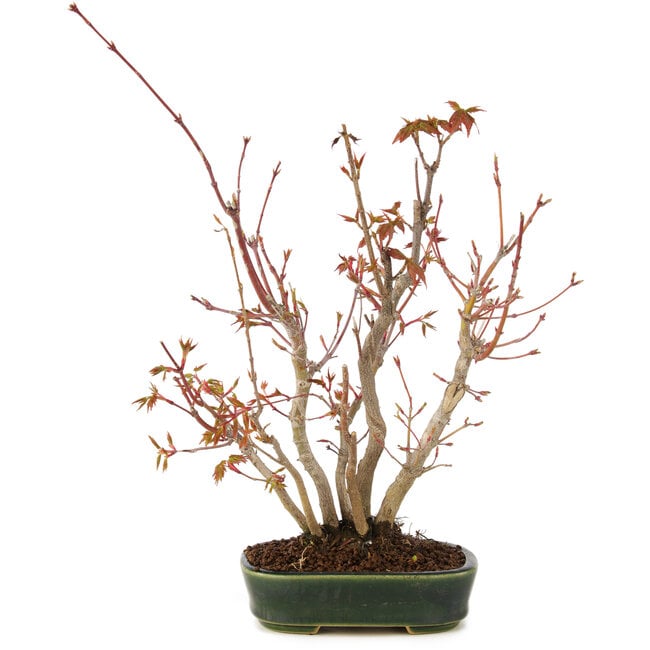 Acer palmatum, 28 cm, ± 5 anni