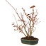 Acer palmatum, 28 cm, ± 5 anni