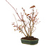 Acer palmatum, 28 cm, ± 5 years old