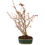 Acer palmatum, 28 cm, ± 5 Jahre alt