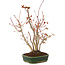 Acer palmatum, 28 cm, ± 5 years old