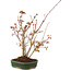 Acer palmatum, 28 cm, ± 5 anni