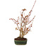 Acer palmatum, 28 cm, ± 5 Jahre alt