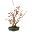 Acer palmatum, 28 cm, ± 5 years old