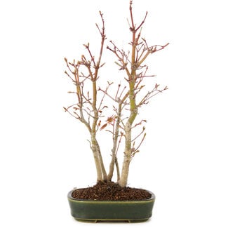 Acer palmatum, 32 cm, ± 5 anni