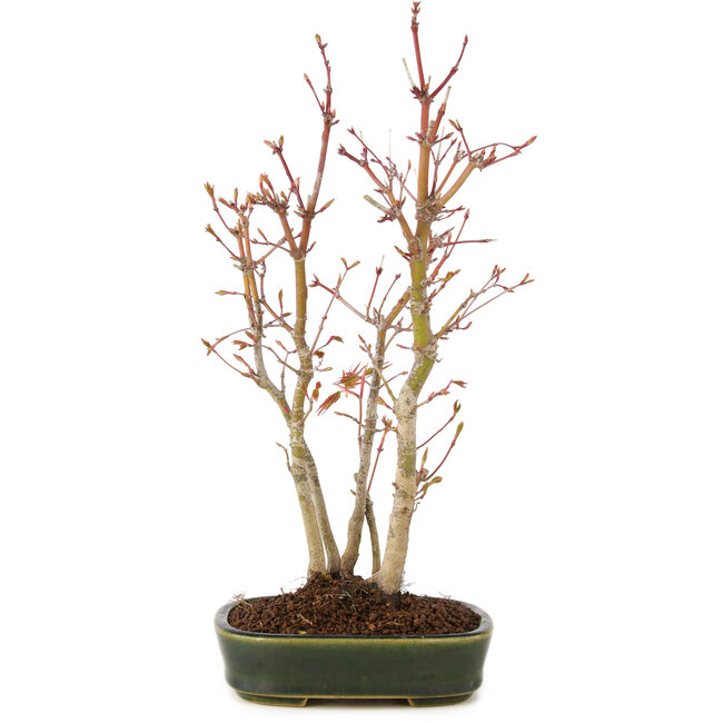 Acer palmatum, 32 cm, ± 5 years old