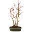 Acer palmatum, 32 cm, ± 5 years old
