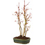 Acer palmatum, 32 cm, ± 5 anni