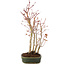 Acer palmatum, 32 cm, ± 5 Jahre alt