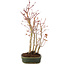 Acer palmatum, 32 cm, ± 5 years old