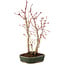 Acer palmatum, 32 cm, ± 5 anni