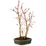 Acer palmatum, 32 cm, ± 5 Jahre alt