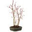 Acer palmatum, 32 cm, ± 5 years old