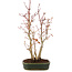 Acer palmatum, 32 cm, ± 5 anni