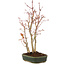 Acer palmatum, 32 cm, ± 5 anni