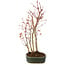 Acer palmatum, 32 cm, ± 5 anni