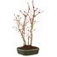 Acer palmatum, 32 cm, ± 5 years old