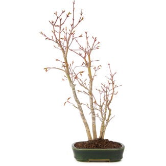 Acer palmatum, 41 cm, ± 5 anni